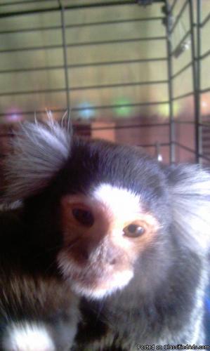 monkey marmoset - Price: 1300$