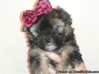 Morkie (Maltese/yorkie) female puppy - Price: 400