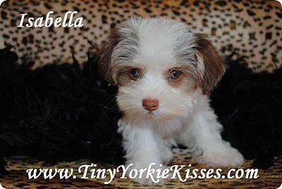 morkie puppies for adoption near me