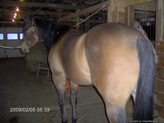 Must Sell !!! 8 yr old Bay Appendix Quarter Horse $1,300.00 - Price: 1,300.00
