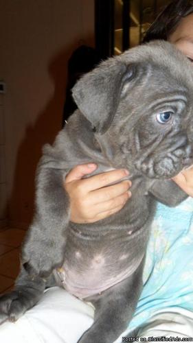 Neapolitan Mastiff Puppies!!! - Price: $1100