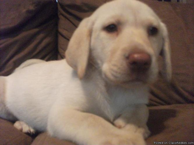 NKC Blonde Lab Puppy - Ready to go Home Today! - Price: $450.00