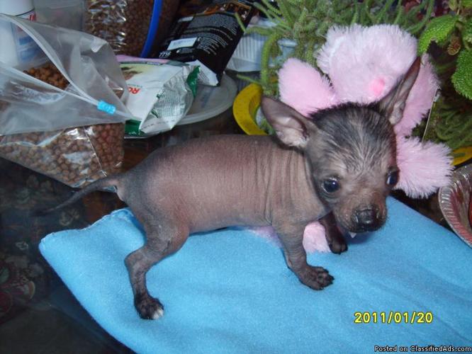 non-allergenic chinese crested HAIRLESS pups