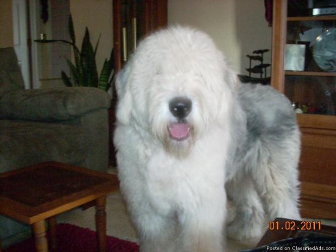 old english sheepdog puppies for sale north west