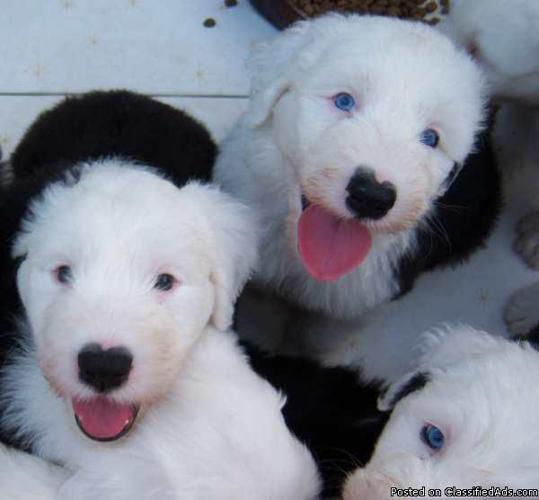 Old English Sheepdog Puppies AKC In Time For Christmas - Price: 1000.00-1200.00