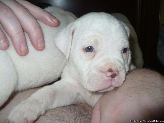 Olde English Bulldogge puppies - Price: $500-$800