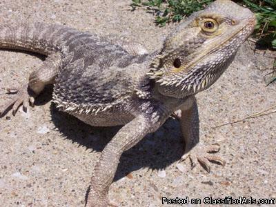 One year old bearded dragon - Price: 200
