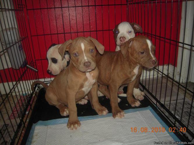(ONLY 2 LEFT) RED NOSE AMERICAN BULLDOG PUPPYS FOR SALE
