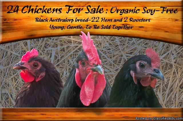 ORGANIC SOY-FREE Chickens, 24 Black Australorp - Price: Best Offer