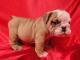 Our English Bulldog puppies are so cute! - Price: 1400.00