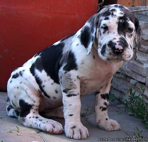 oustanding akc great dane puppies available now - Price: 500
