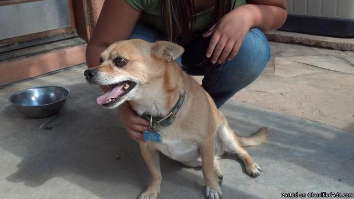 Paco wants to be your new lap dog! - Price: free