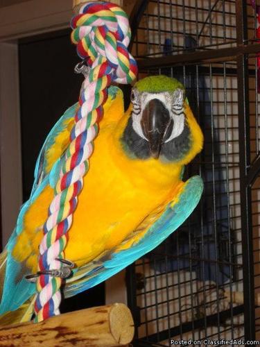 Pair of Talking Blue and Gold Macaw Parrots - Price: 200