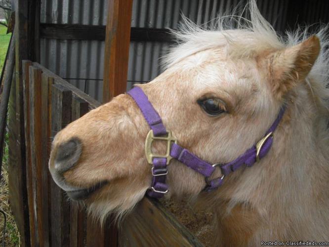 Palomino Pony Stallion - Price: best offer