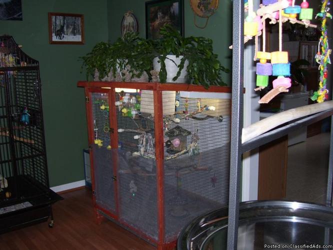 Parakeets and huge flight cage - Price: 150.00