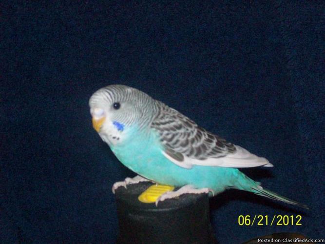 Parakeets, Zebra Finches and Meal Worms forsale!! - Price: See description