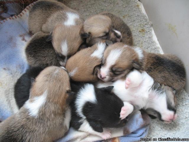 Pembroke Welsh Corgi Puppies - Price: $400.00
