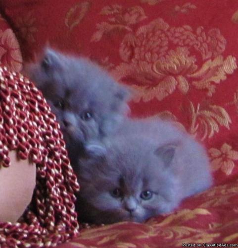 Persian Himalayan kittens - Price: 350.00