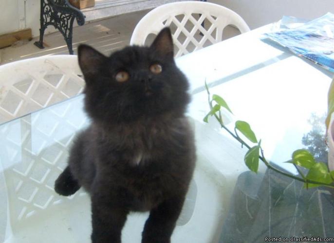 Persian Kitten Female - Price: $130.00