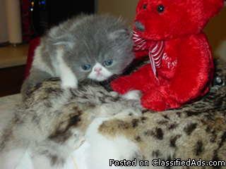 PERSIAN Kittens -- Born 3/21 -- Bi-Color & Blue - Price: 500.-600.