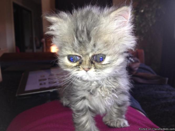 Persian kittens - Price: $600