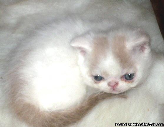 Persian/Selkirk Rex Creme & White Van Kitten, Registered, 3 months old - Price: 250