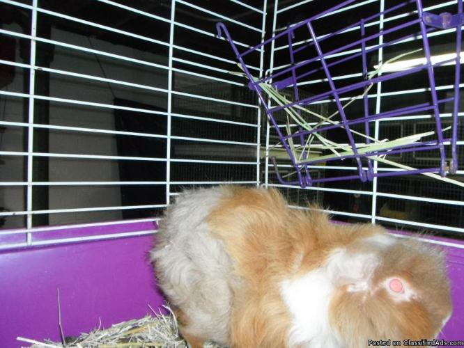 Peruvian mixed male guinea pig free to good home - Price: free