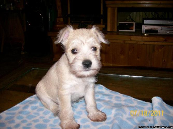 Petite Mini Schnauzer Puppies - Price: $300.00
