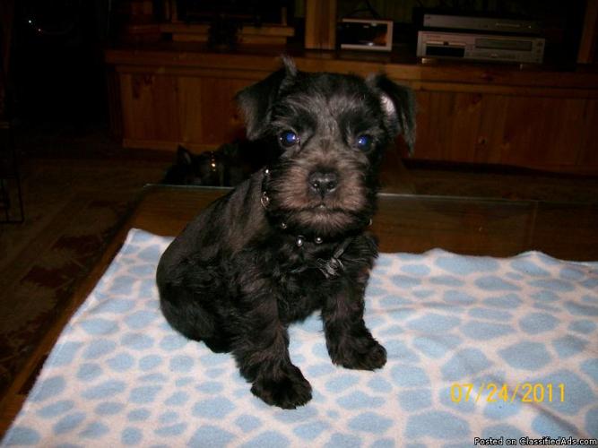 Petite Mini Schnauzer Puppies - Price: $300