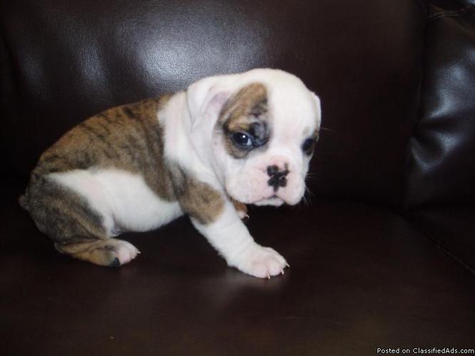 Pick of the Litter English Bulldog Puppy-Papered - Price: 1050