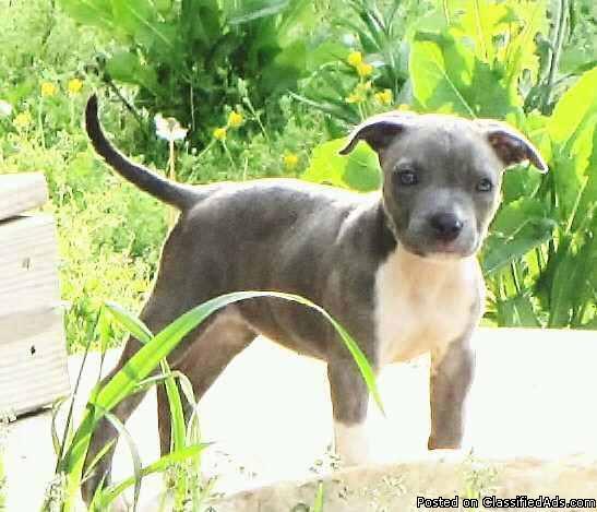 PIT-BULL FEMALE BLUE BRINDLE 4MONTH OLD PUPPY FORSALE OR TRADE - Price: 700.00