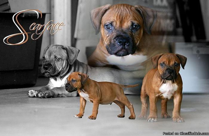 Pit Bull Male for sale! Excellent pedigree!! 11 week old red fawn UKC reg - Price: 600.00 obo