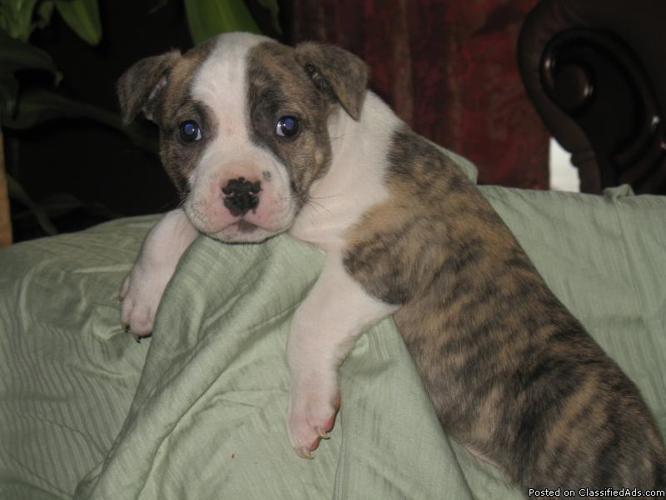 Pit bull Puppies 8 weeks old - Price: $200
