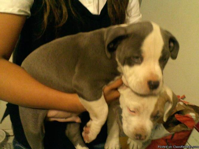 Pit Bull Puppies Blue nose/blue eyes - Price: $500