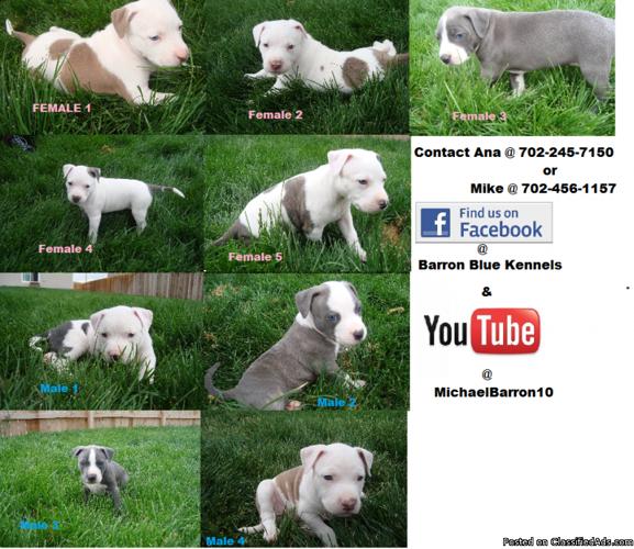 pit bull puppies for sale - Price: 550