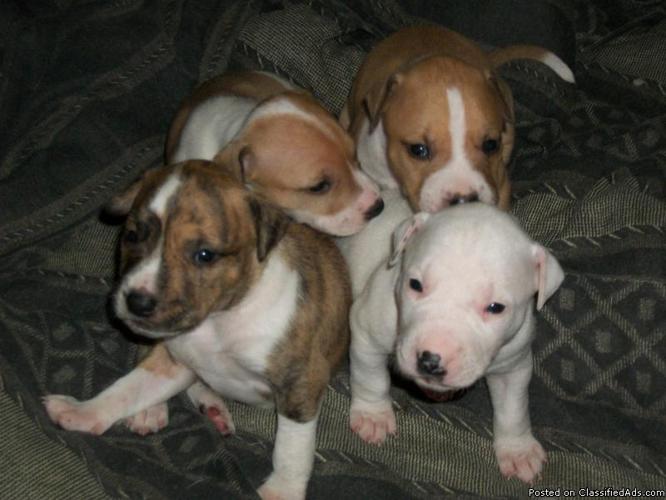 Pitbull Puppies For Sale Safford Az