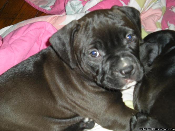 PITBULL PUPPIES for sale 8 wks old - Price: 400
