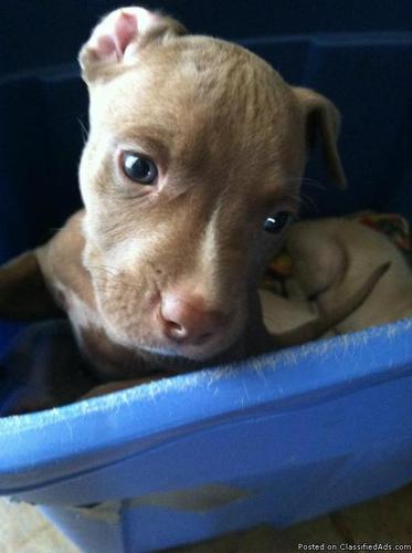 Pitbull Puppies for Sale!!! - Price: 175.00