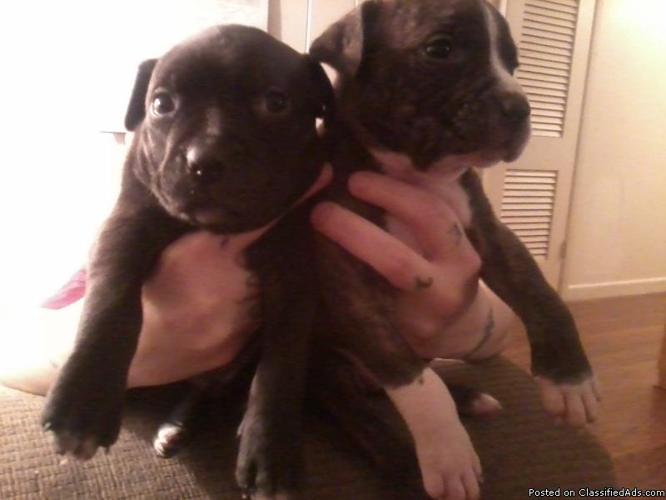 pitbull puppies for sale - Price: 50.00