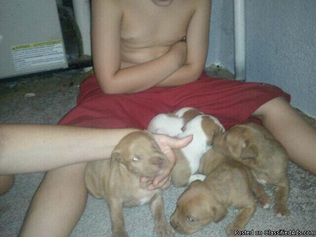 Pitbull puppies for sale - Price: 500