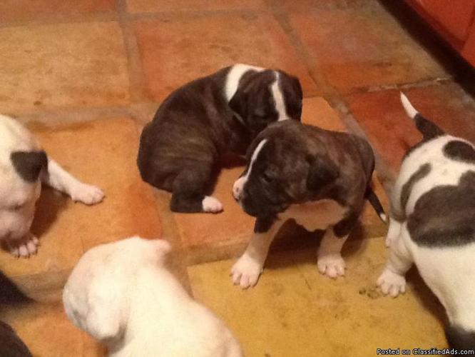 Pitbull Puppies for sale - Price: $60