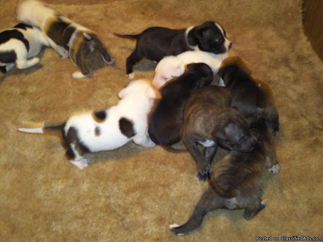 pitbull puppies - Price: $250.00 or negotiabl