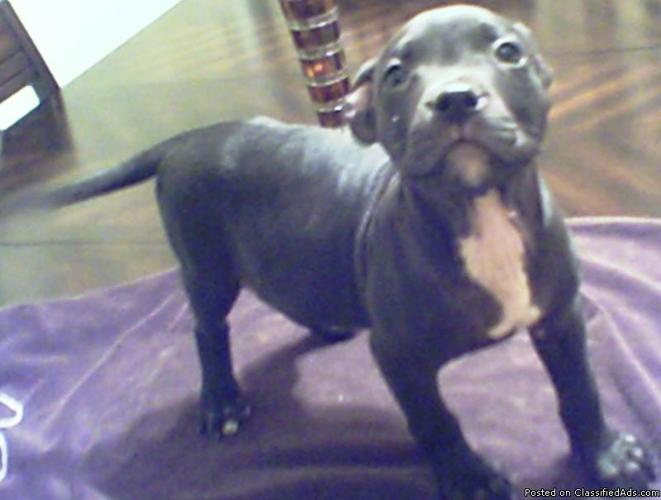 pitbull puppies - Price: $300