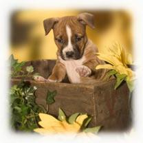 pitbull puppy! - Price: 400
