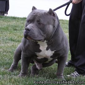 Pitbull Pups Championship Bloodlines - Price: 2,500