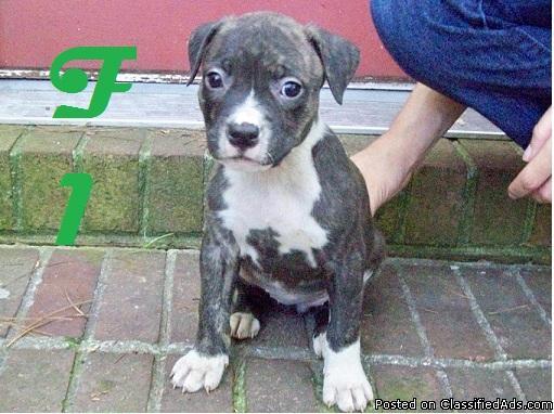 Pitbull Pups For Sale - Price: $150