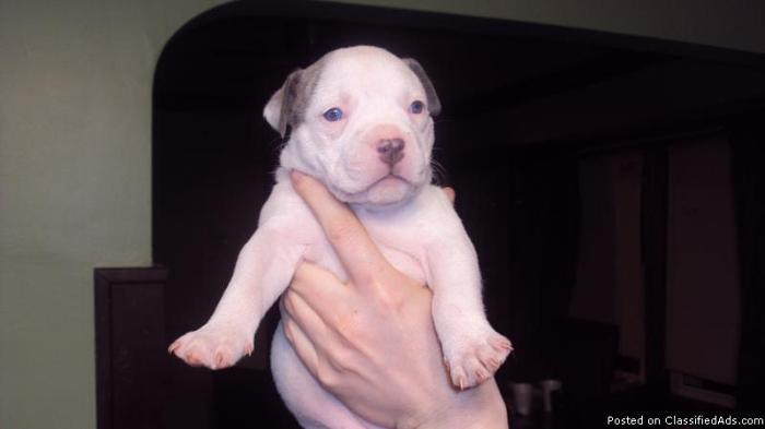 Pitbull pups - Price: 300.00