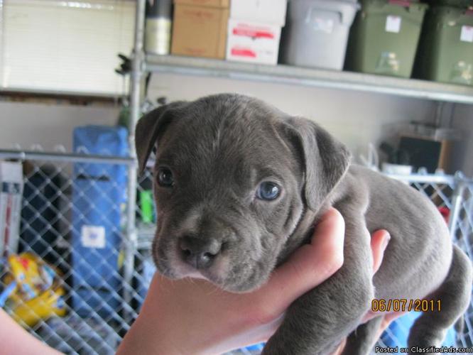 Pitbull/Bully Puppies-Purple Ribbon Razorsedge UKC registered Blue Nose - Price: 500.00 IBI