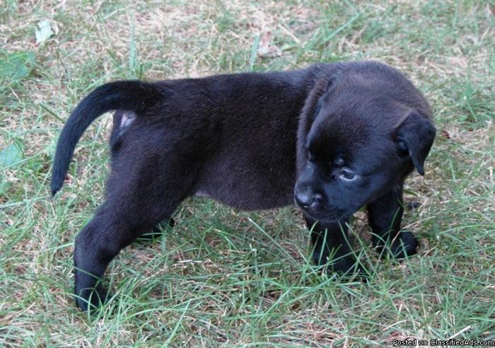 Pitweiler puppies available now 50/50 Pitbull/Rott - Price: 100