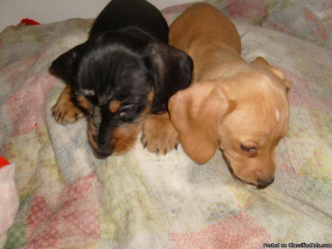 Dachshund Puppies For Sale In Springfield Illinois